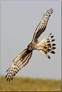 Hen Harrier