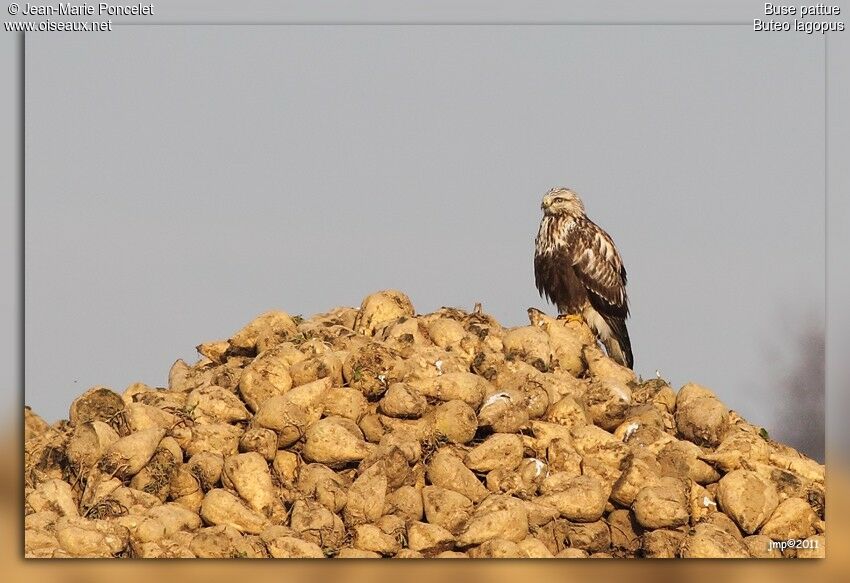 Rough-legged Buzzard