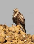 Rough-legged Buzzard