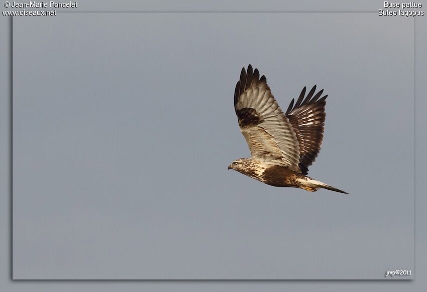 Rough-legged Buzzard