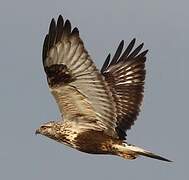 Rough-legged Buzzard