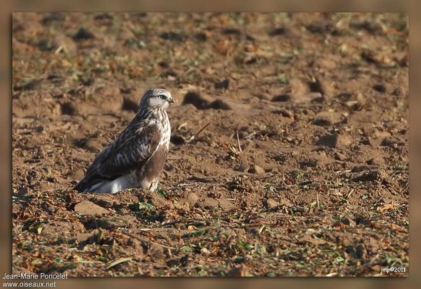 Rough-legged Buzzardjuvenile, identification