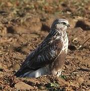 Rough-legged Buzzard