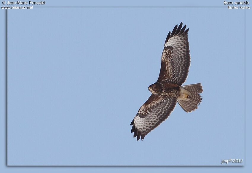 Common Buzzard