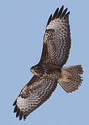 Common Buzzard