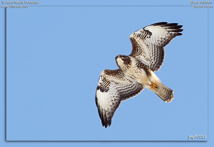 Common Buzzard