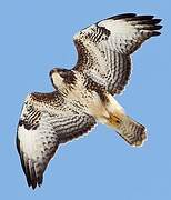 Common Buzzard