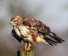 Common Buzzard