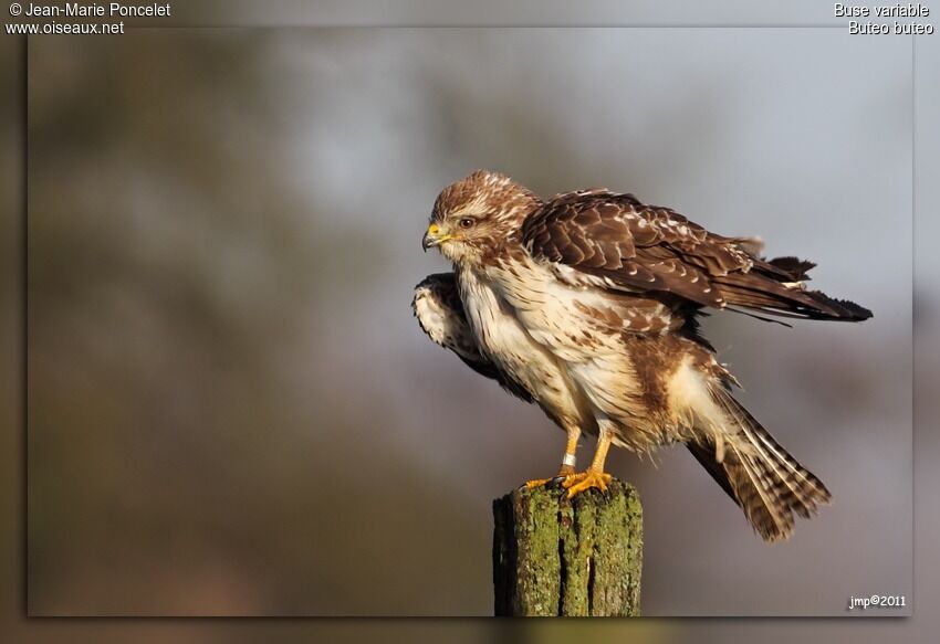 Buse variable