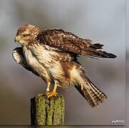 Common Buzzard