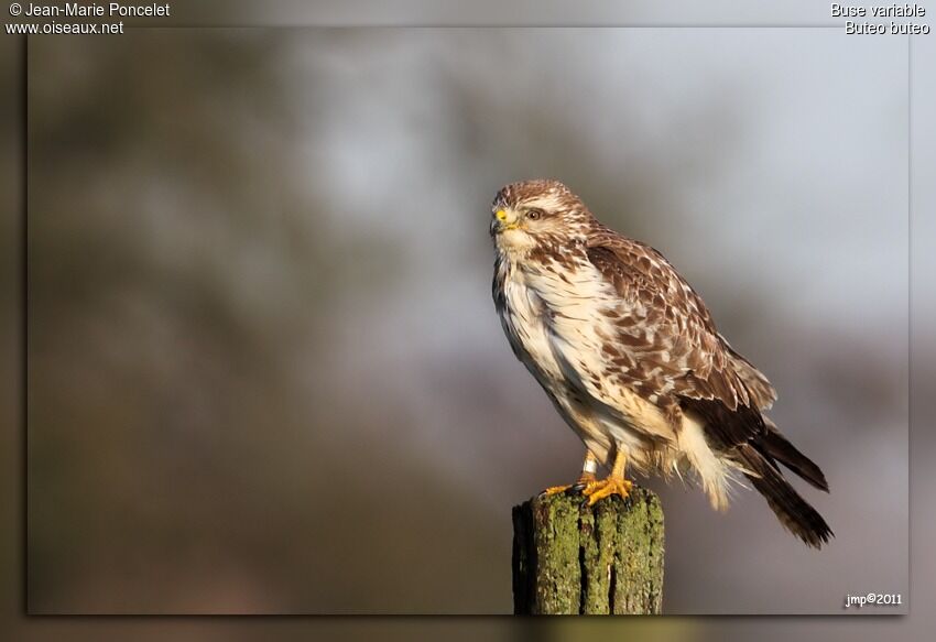 Buse variable