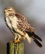 Common Buzzard