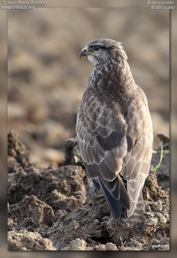 Common Buzzard