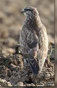 Common Buzzard