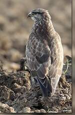 Buse variable