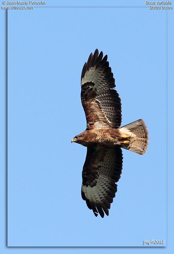 Common Buzzard