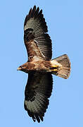 Common Buzzard