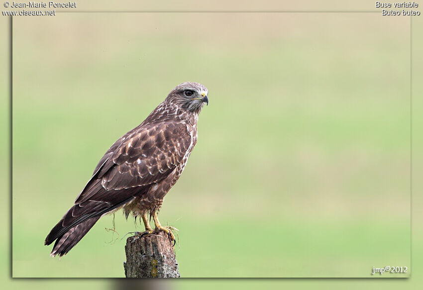 Common Buzzard