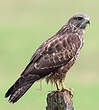 Buse variable