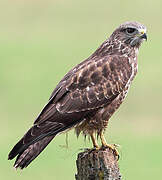 Common Buzzard