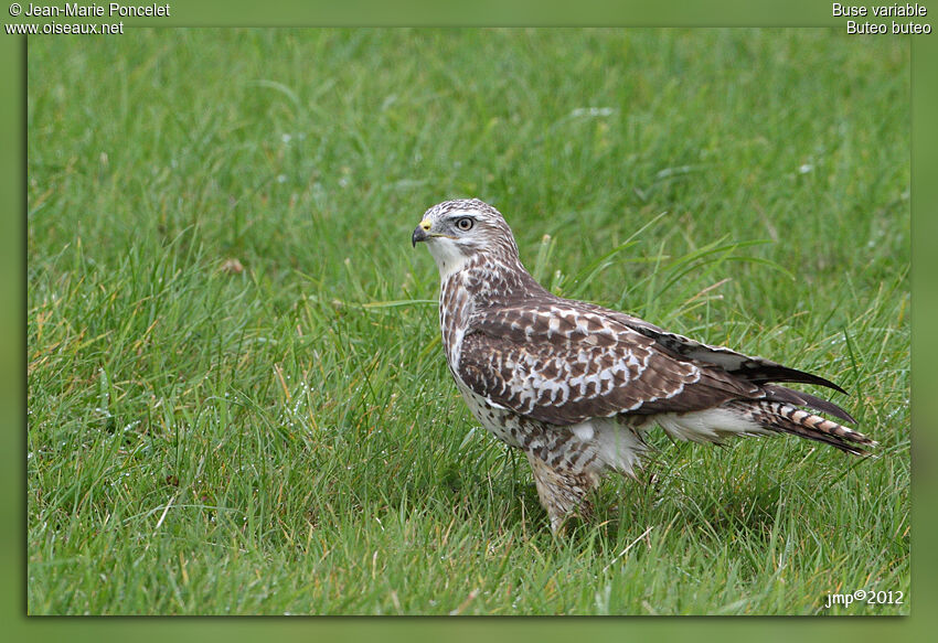 Buse variable