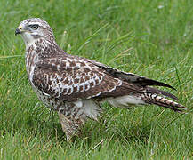 Common Buzzard