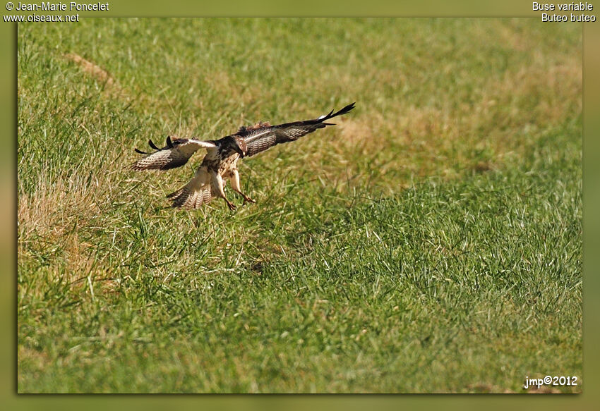 Buse variable
