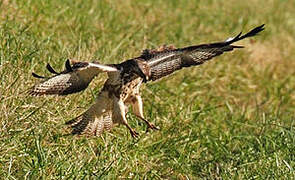 Common Buzzard