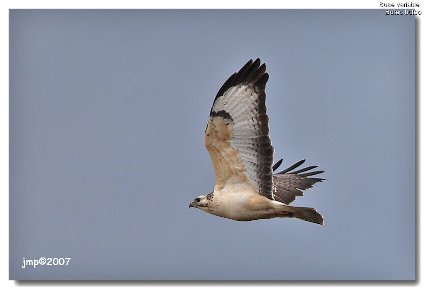 Common Buzzard