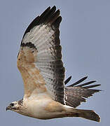 Common Buzzard