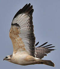 Buse variable