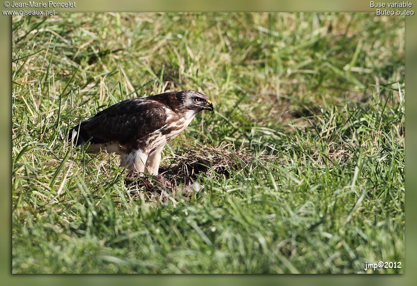 Common Buzzard