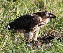 Common Buzzard