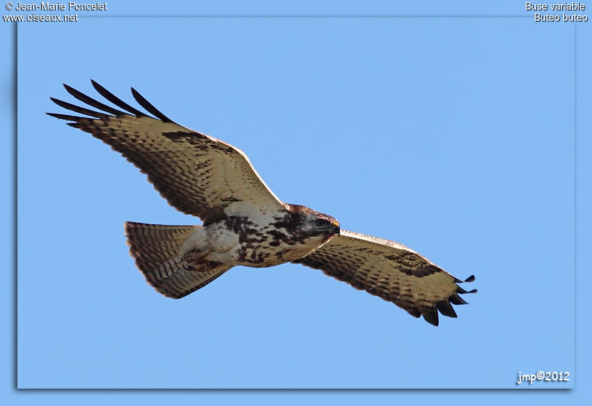 Buse variable