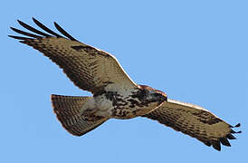 Common Buzzard