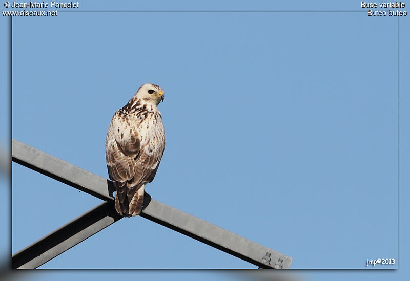 Buse variable