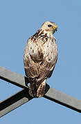 Common Buzzard