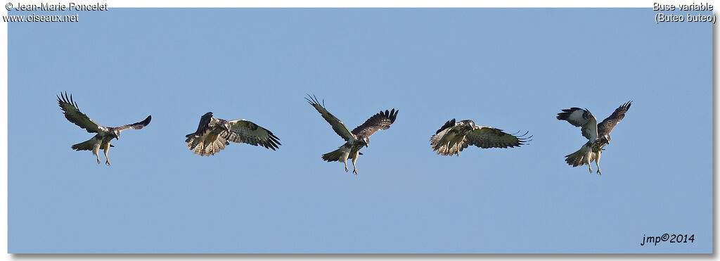 Common Buzzard