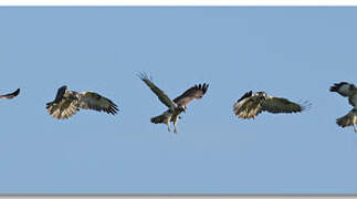 Common Buzzard