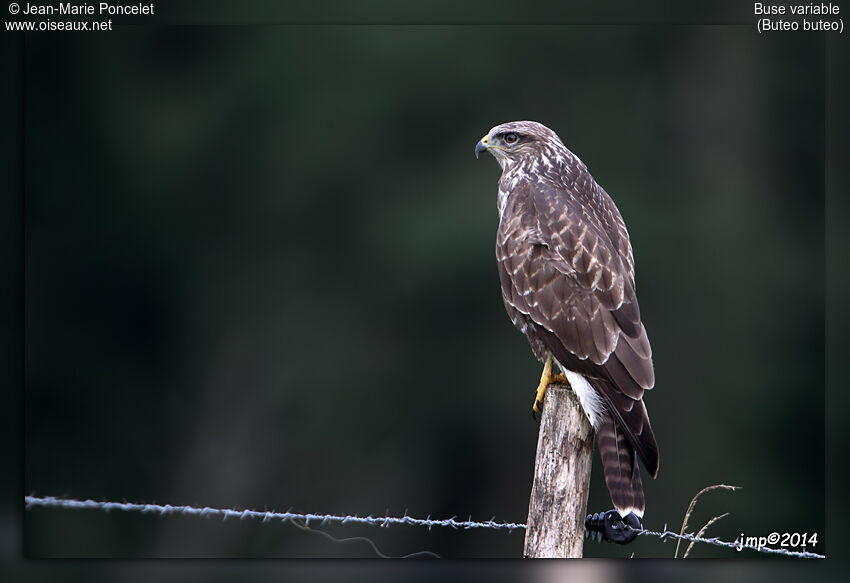 Common Buzzard