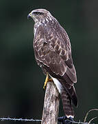 Common Buzzard