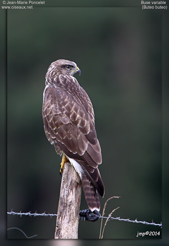 Buse variable