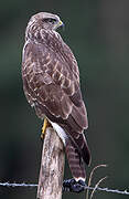 Common Buzzard