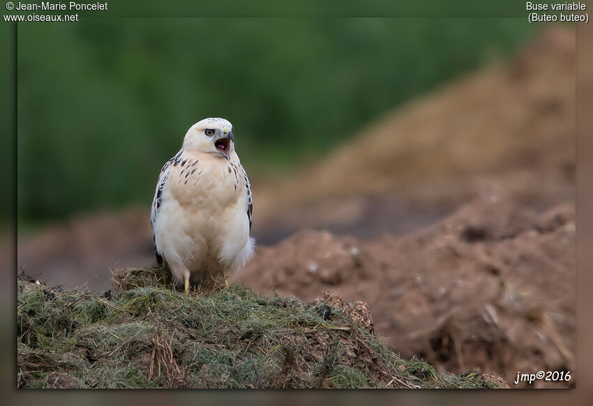 Buse variable