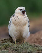 Common Buzzard