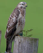 Common Buzzard