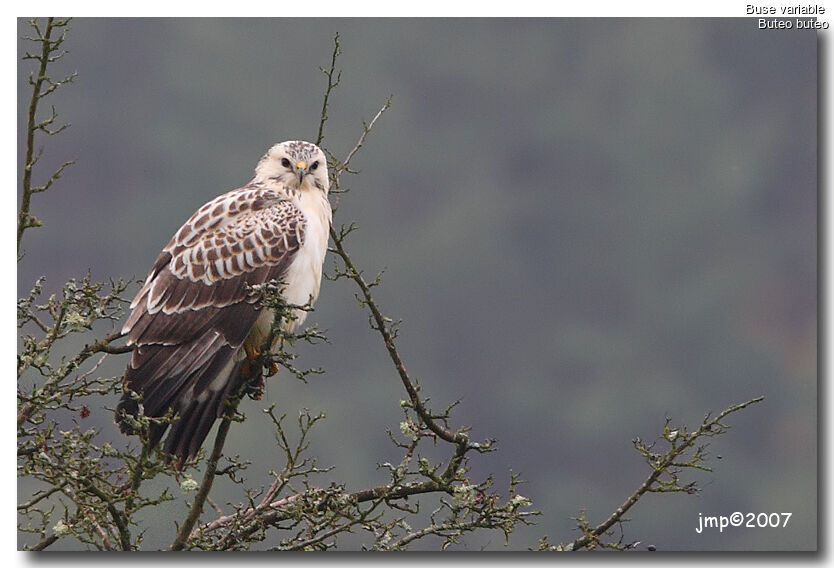 Common Buzzard