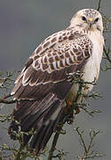 Common Buzzard