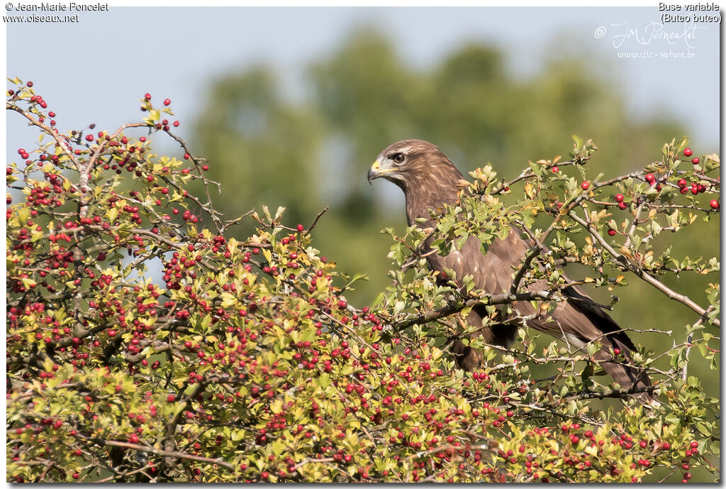 Common Buzzard