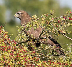 Buse variable